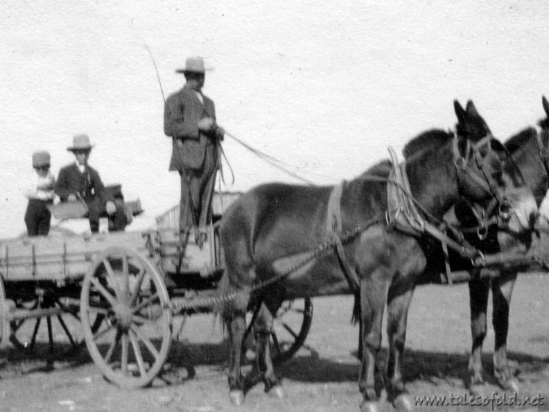 Mr. Legg and Mules in Dickens County, Texas
