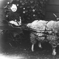 James Frank Williams and a Goat Cart
