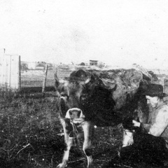 Milking a Jersey Cow in Fife, Texas